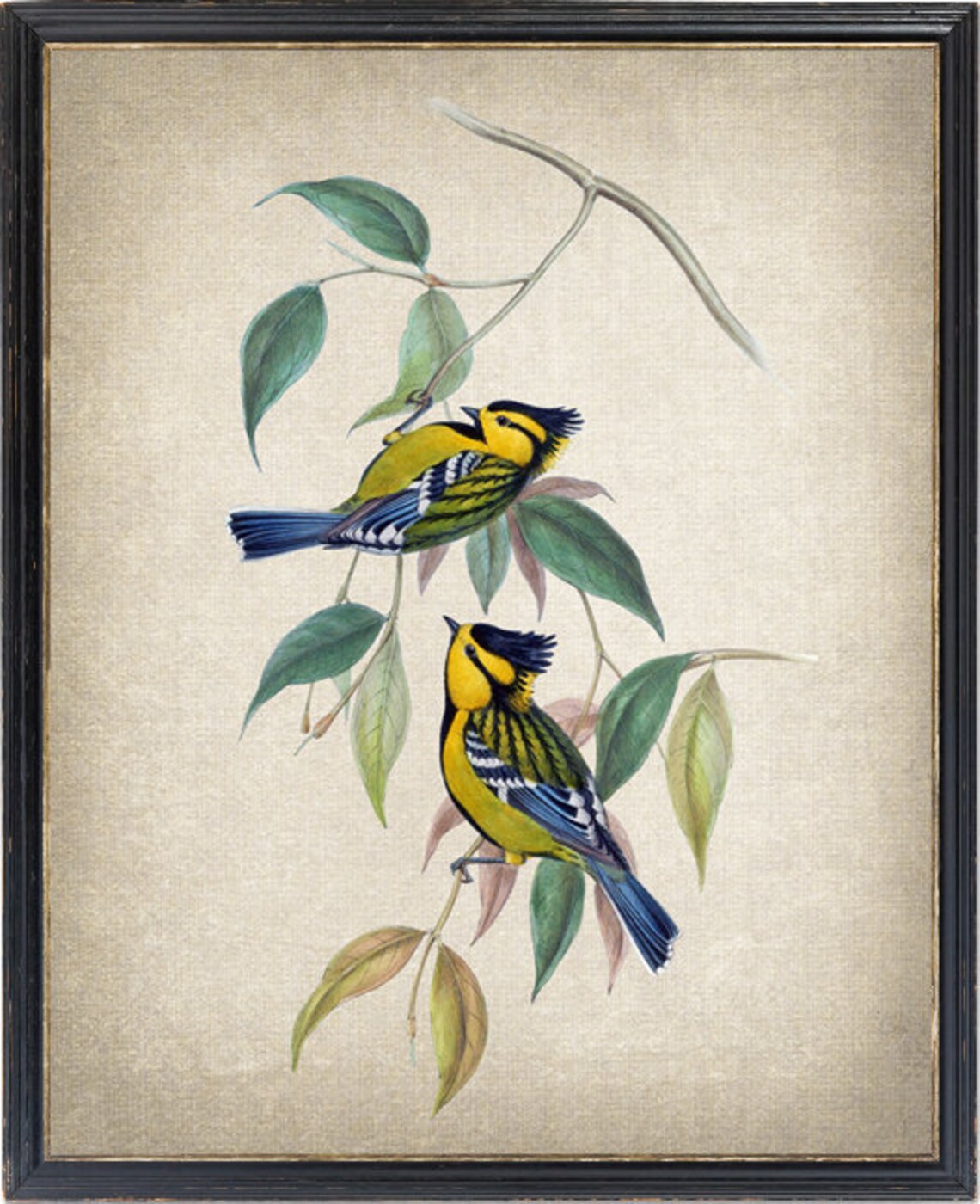 Spotted Tit Vintage Illustration Bird Art Print