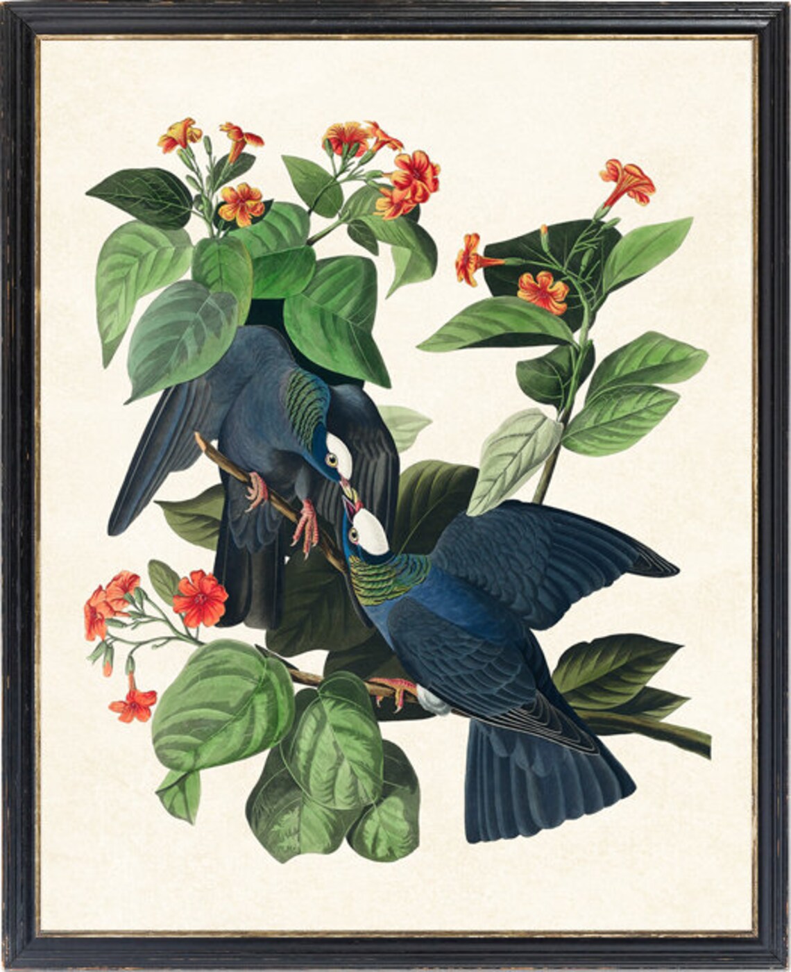 White-Crowned Pigeon Vintage Audubon Bird Print - Image 4