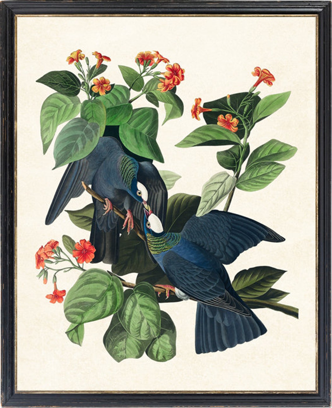 White Crowned Pigeon Vintage Illustration Pair Tropical Birds Poster - Image 4