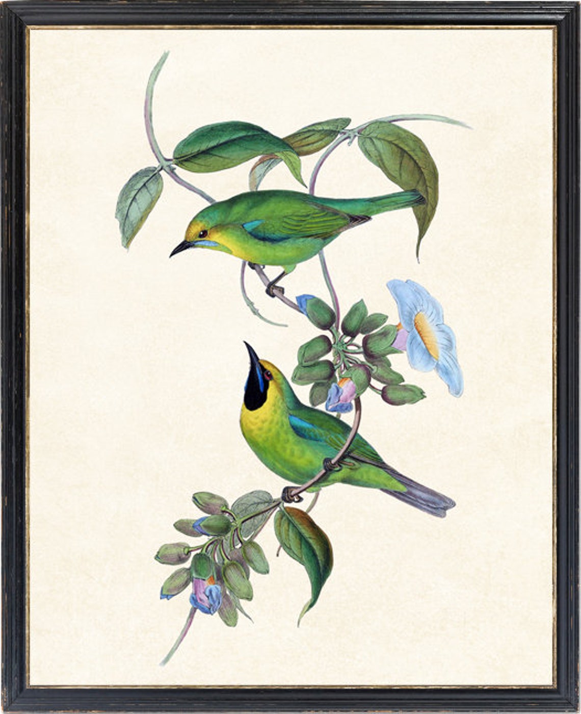 Leafbird Pair Antique Bird Illustration Blue Blossoms Art Poster - Image 2