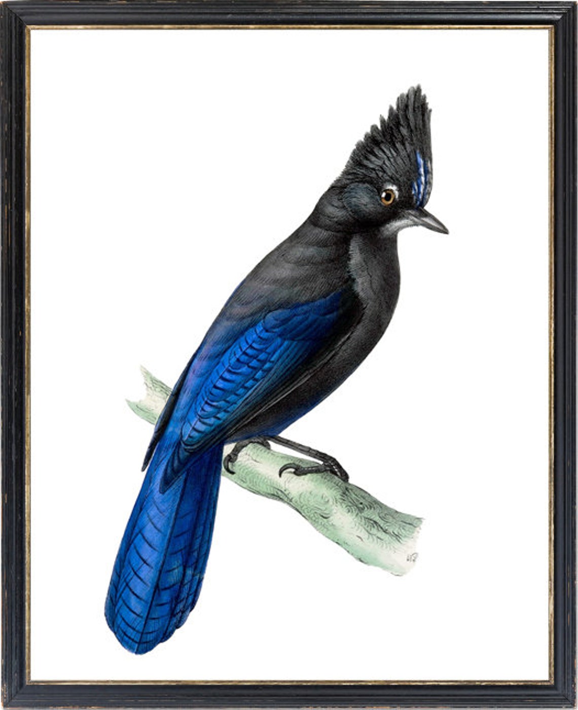 Stellers Jay Vintage Natural History Bird Illustration Poster - Image 3