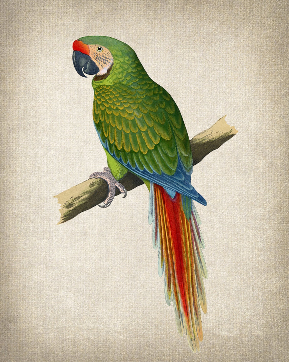 Military Macaw Vintage Parrot Illustration Tropical Bird Poster - Image 2
