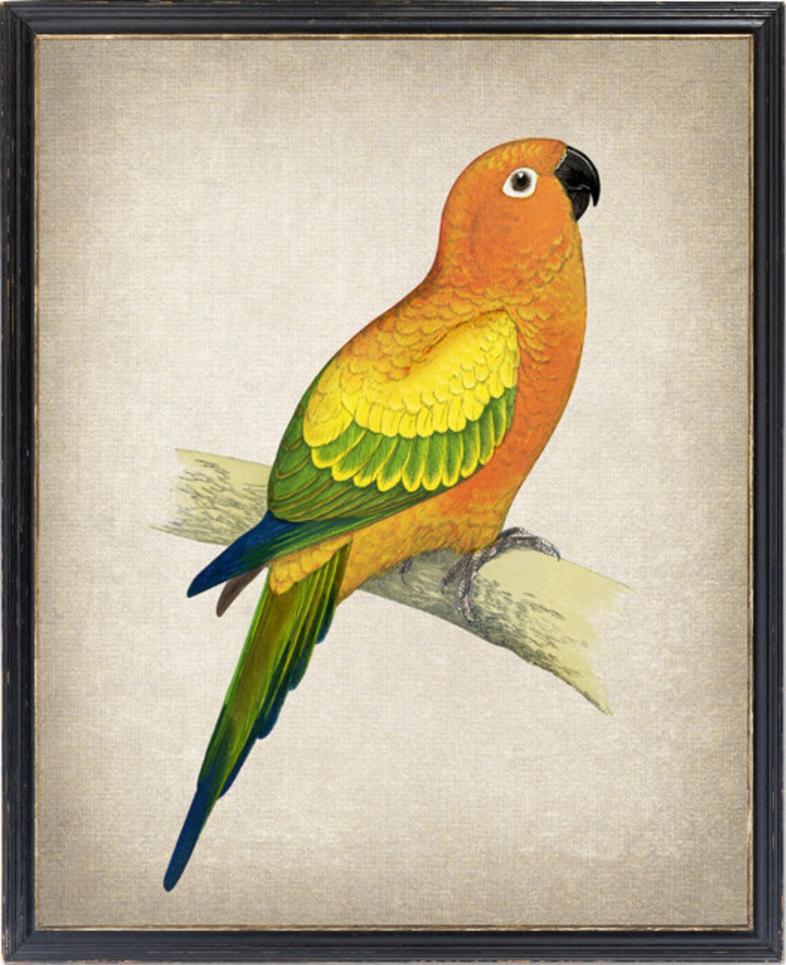Vintage Sun Parakeet Tropical Parrot Illustration Antique Bird Poster
