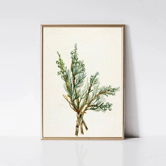 Juniper Branch Vintage Christmas Tree Art Print