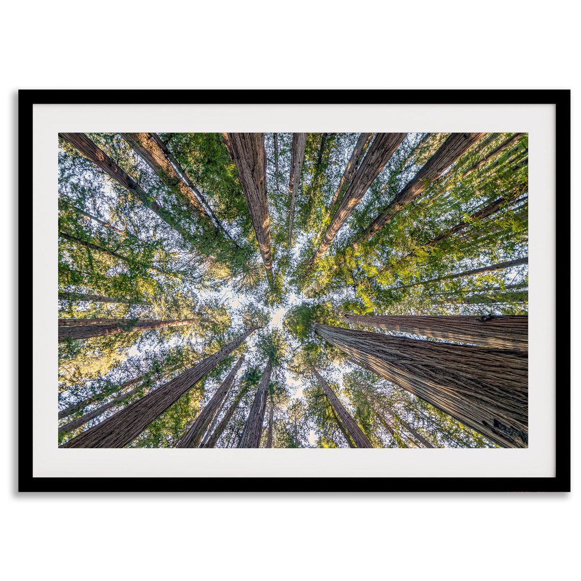 Redwoods Treetop Forest Landscape Art Print - Image 2