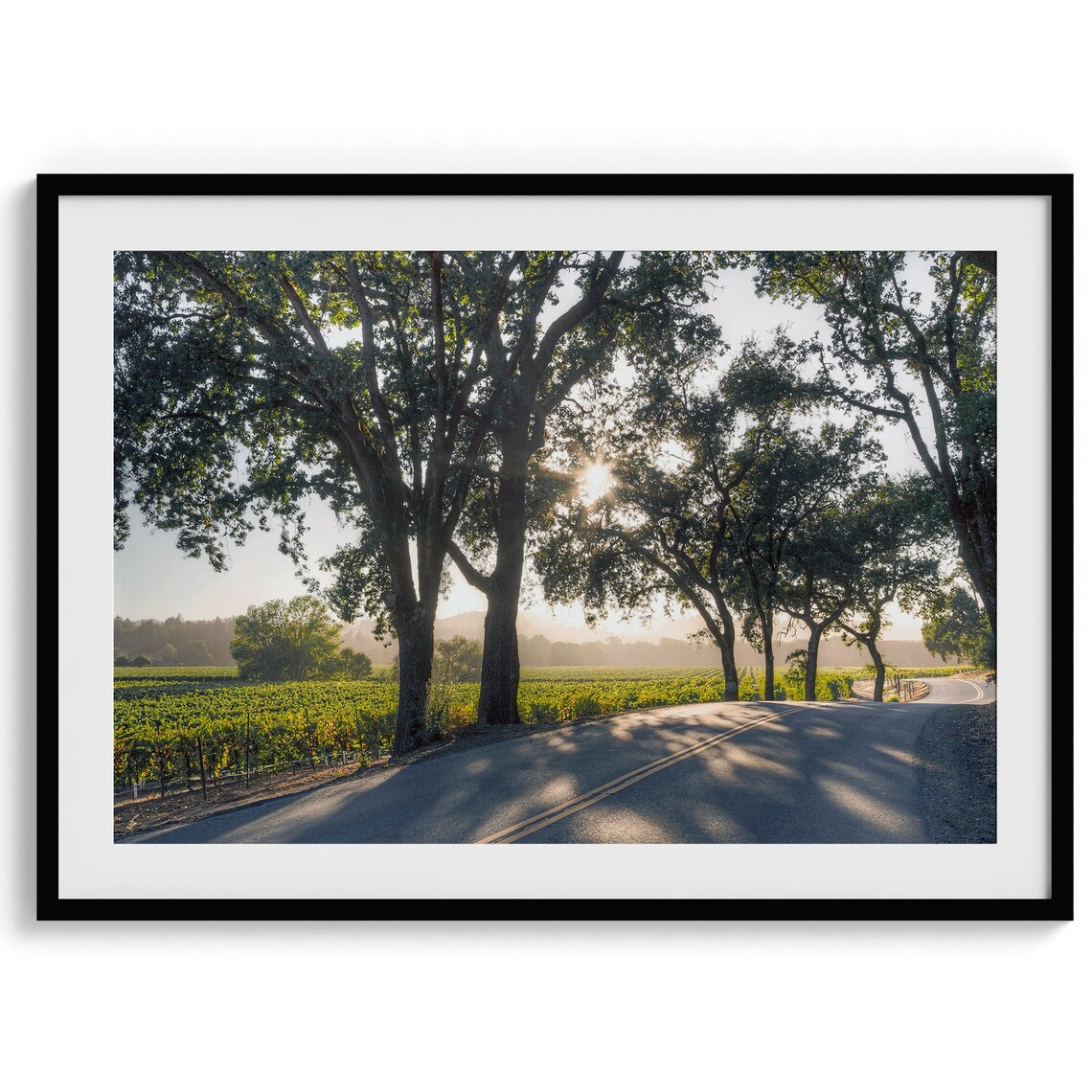 Sonoma Valley Vineyards, California Wine Country Art Print