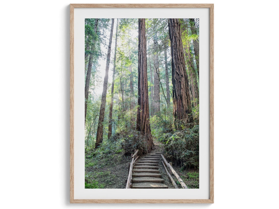 Redwood Forest Trail Wooden Steps Sunlit Giant Trees Nature Poster