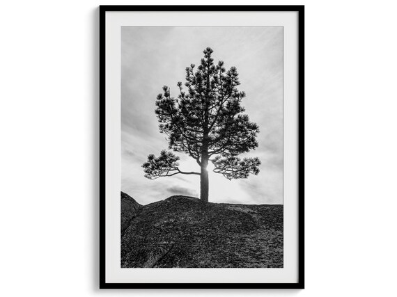 Western Black And White Tree Print Extra Large Minimalist Tree Wall Art Western Nature Artwork For Home Or Office Decor
