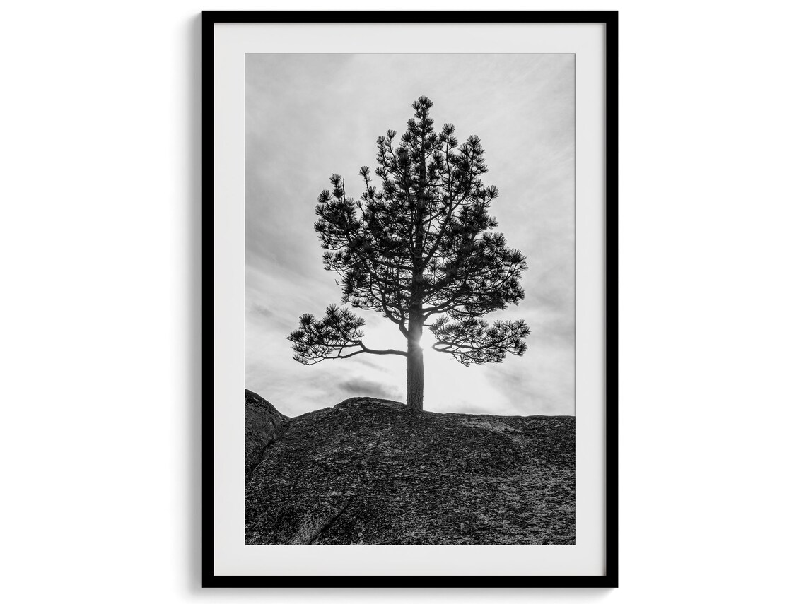 Western Black And White Tree Print Extra Large Minimalist Tree Wall Art Western Nature Artwork For Home Or Office Decor