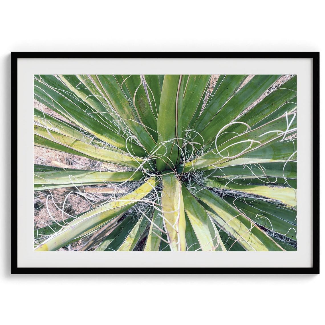 Desert Yucca Plant Top Down View Green Leaves Minimalist Nature Print - Image 5