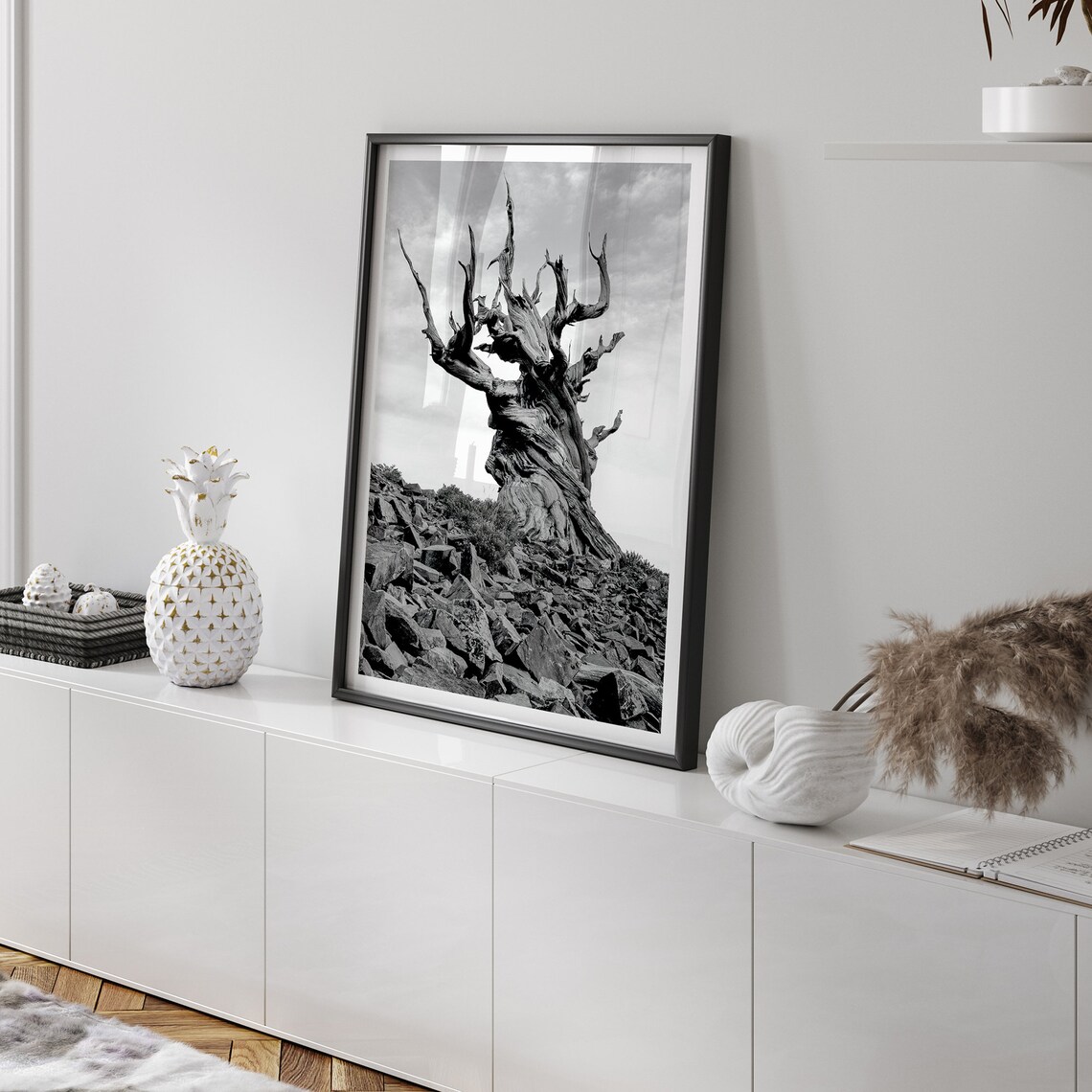 Ancient Bristlecone Pine Tree Black and White Art Print - Image 4