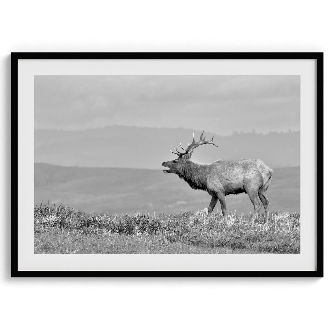 Coastal Elk California Nature Art Print, Home Decor - Image 2