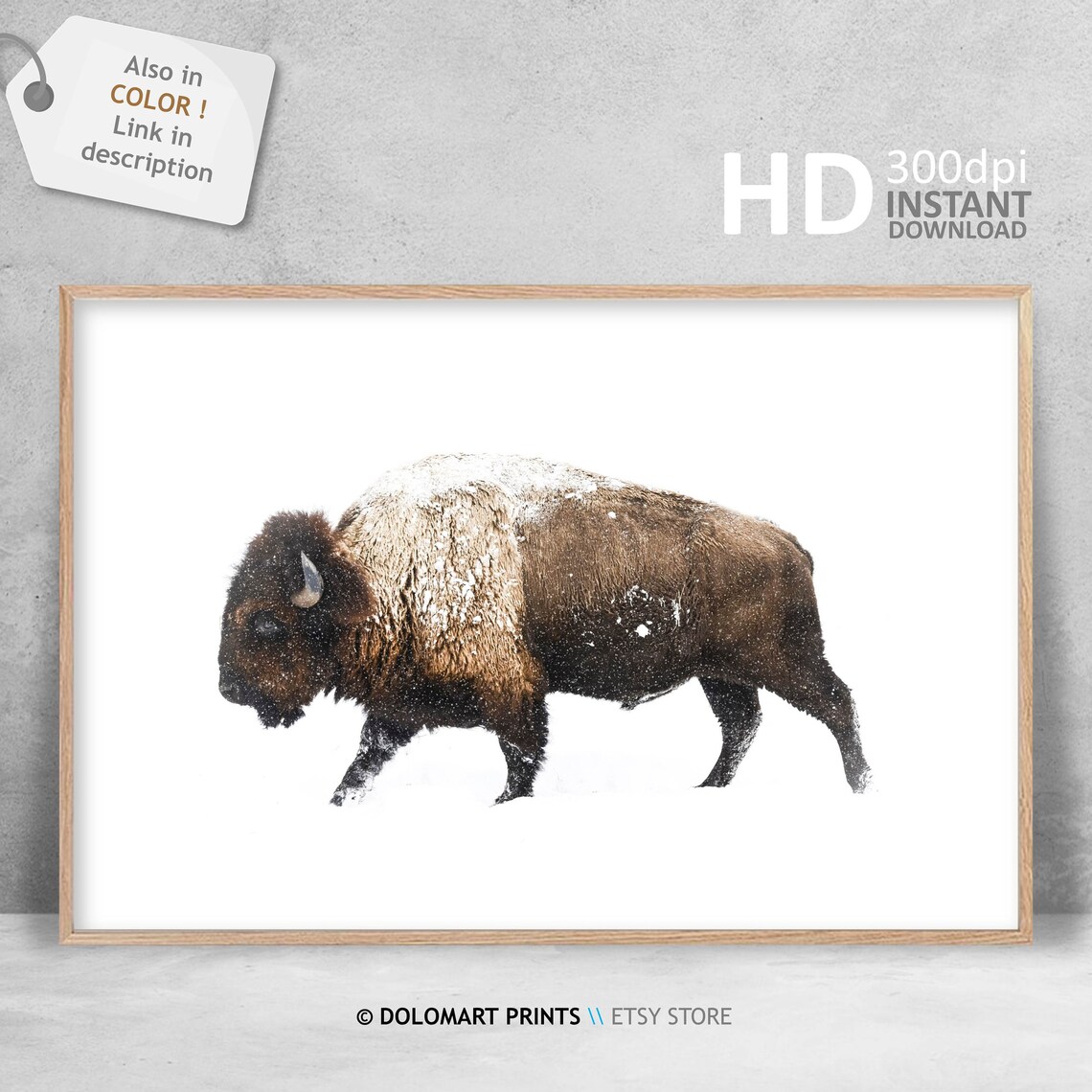 Bison Black and White Art Print, Wilderness Photography - Image 3