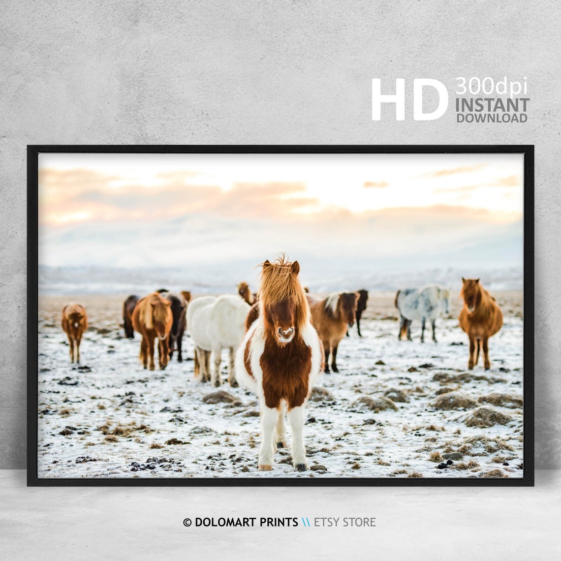Icelandic Horses In Snowy Field At Sunrise Rustic Horse Herd Poster - Image 4