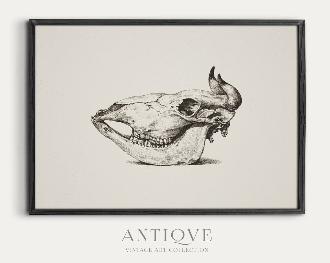 Buffalo Skull Pencil Sketch Dark Academia Anatomical Art Print