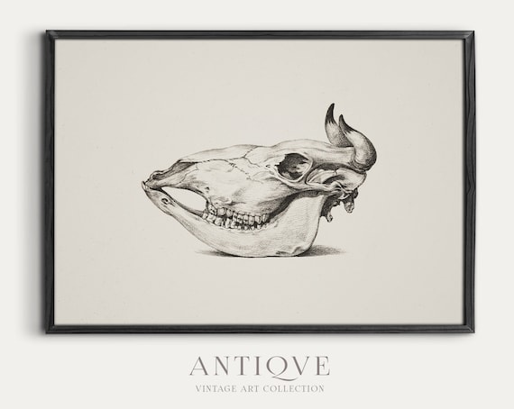 Buffalo Skull Pencil Sketch Dark Academia Anatomical Art Print