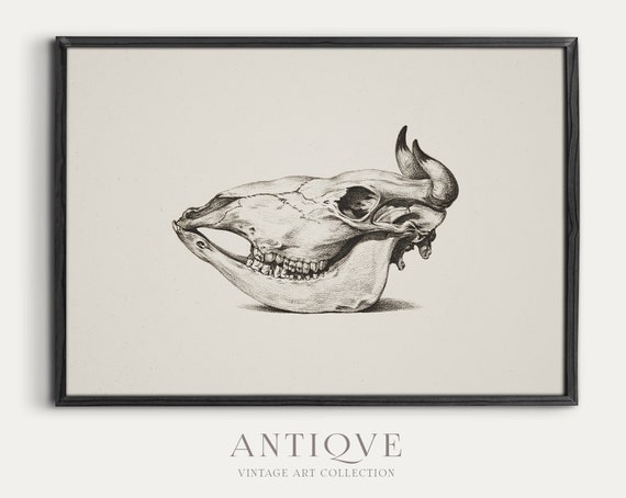 Skull Sketch Print Dark Academia Wall Art 498