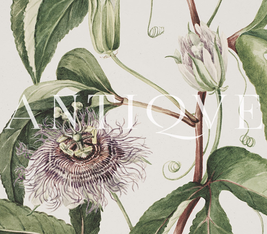 Passionflower Vine Antique Botanical Engraving Floral Poster - Image 3