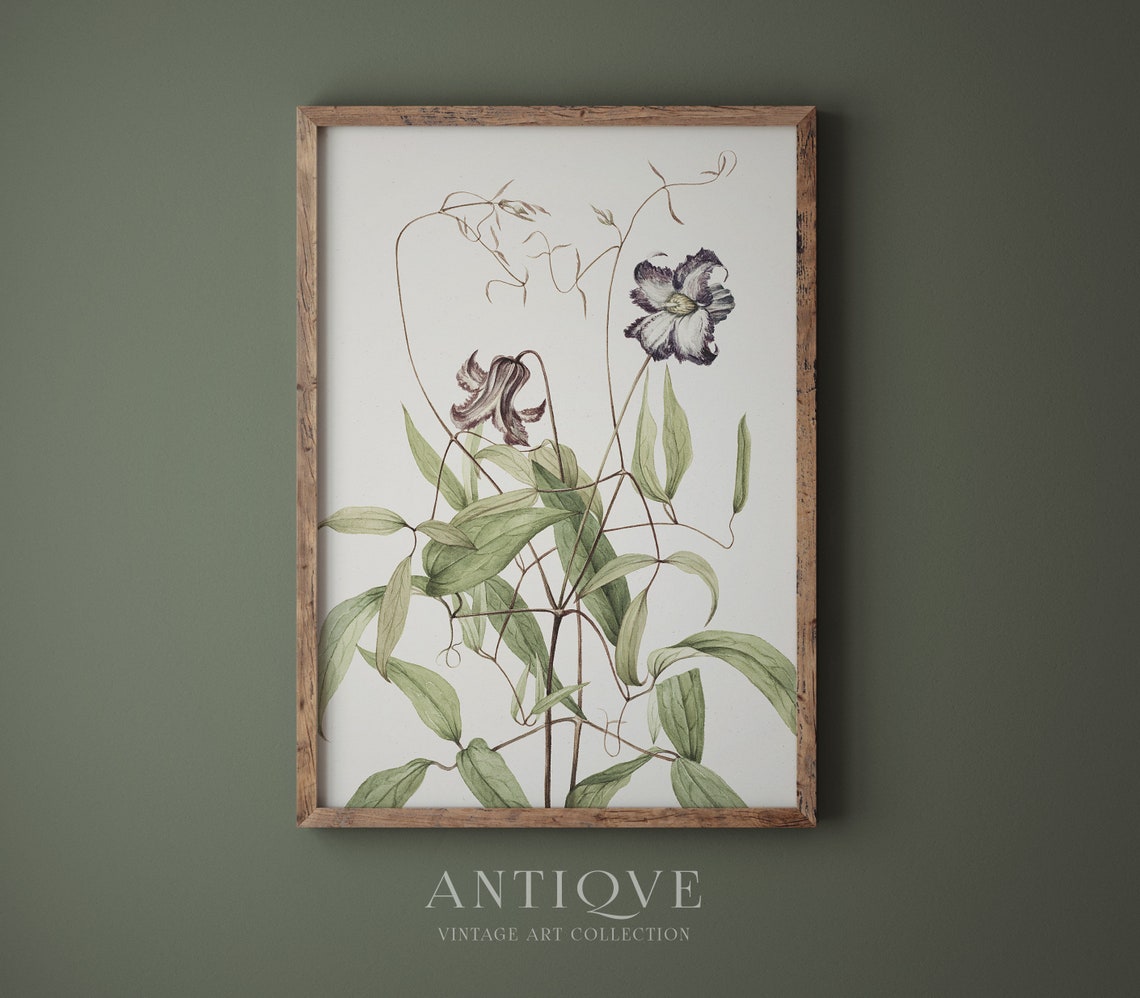 Clematis Flower Vine Antique Botanical Engraving Study Poster - Image 4
