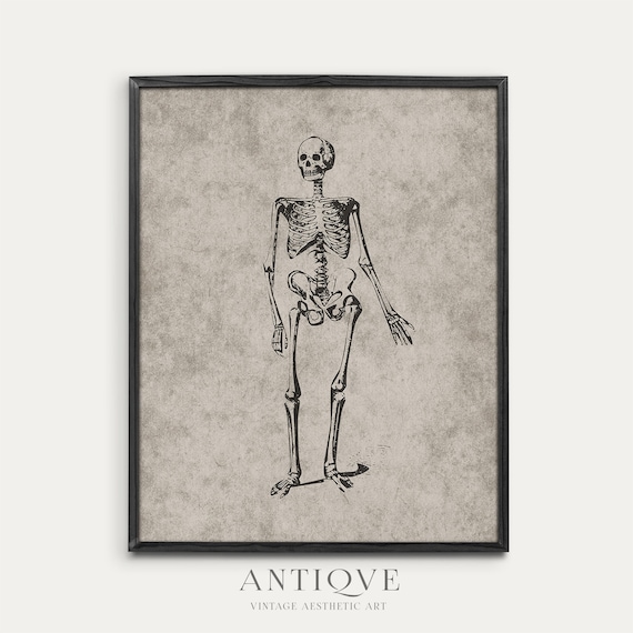 Antique Human Skeleton Anatomy Engraving Vintage Science Print