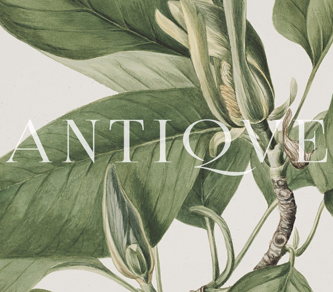 Magnolia Bud And Broad Leaves Antique Botanical Painting Poster - Image 3