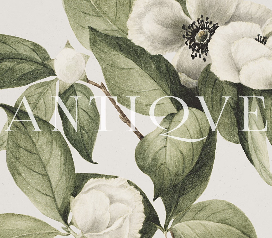 White Camellia Blossoms Vintage Botanical Flower Study Poster - Image 3