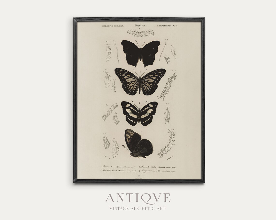Vintage Butterflies and Moths, Victorian Cottagecore Art Print