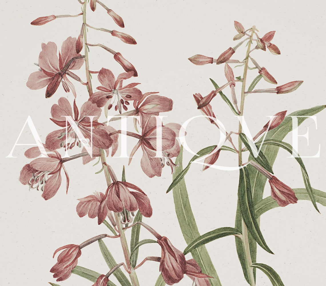 Pink Wildflowers Botanical Illustration Vintage Floral Study Poster - Image 3