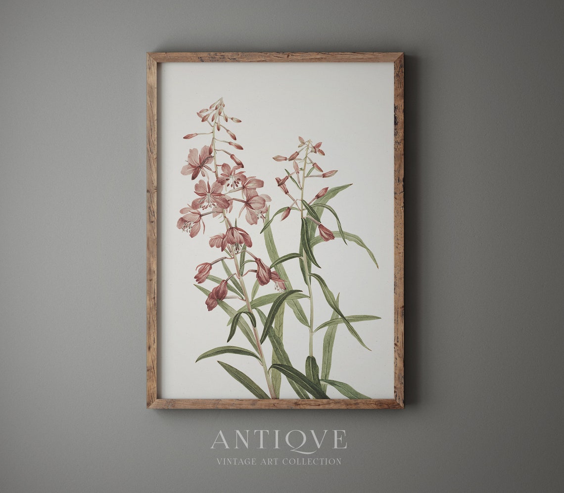 Pink Wildflowers Botanical Illustration Vintage Floral Study Poster - Image 4