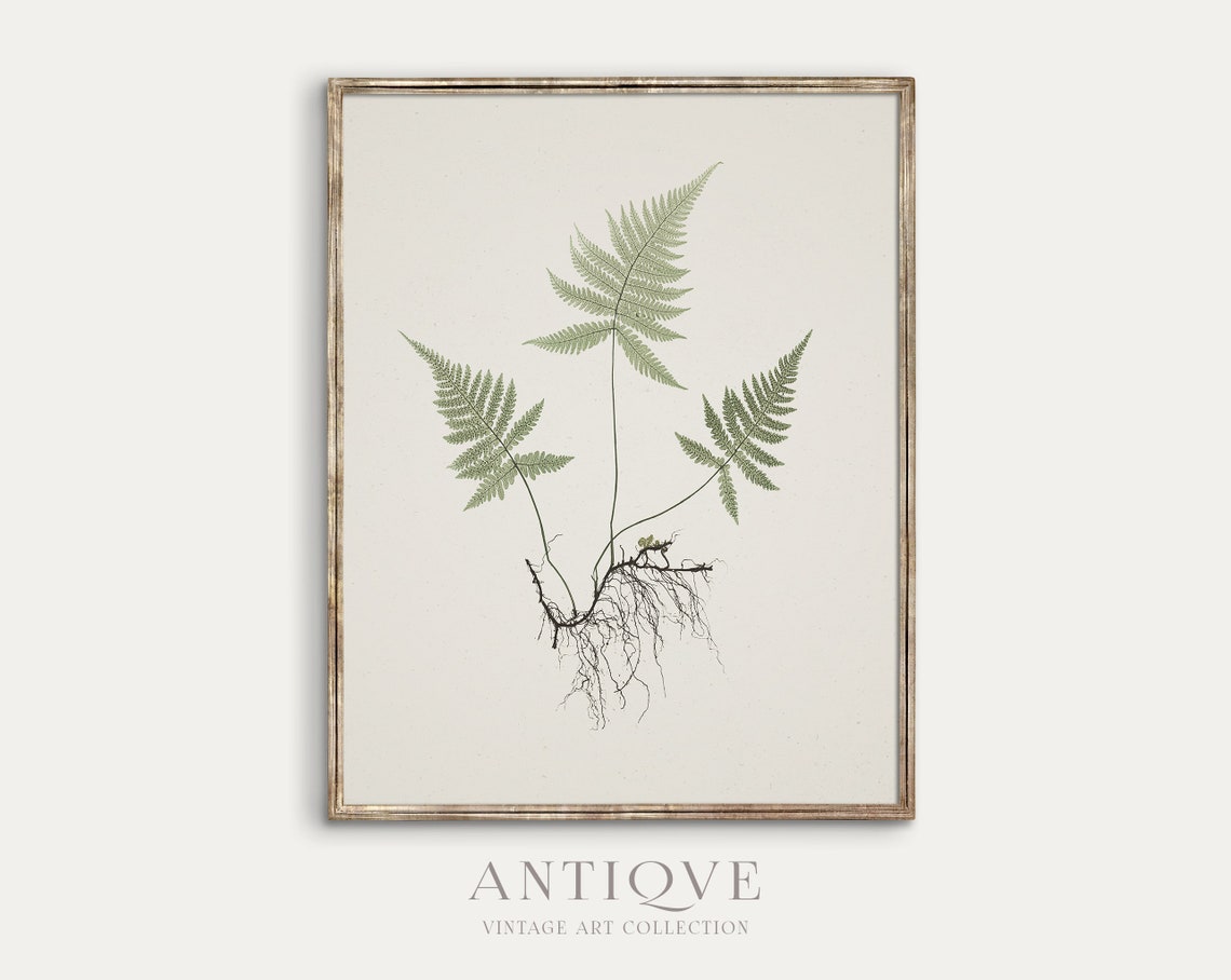 Fern Botanical Study With Roots Antique Natural History Poster