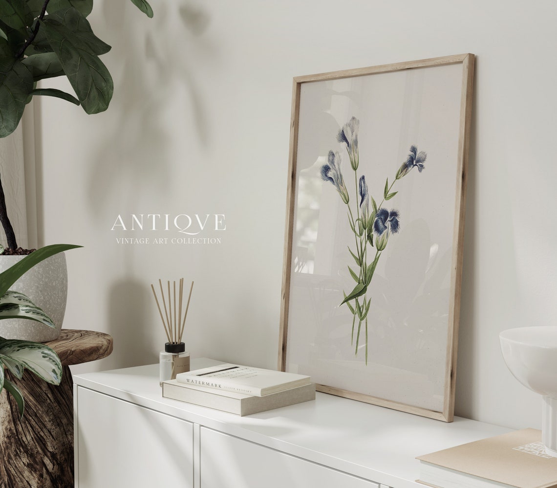 Blue Fringed Carnation Vintage Botanical Flower Study Poster - Image 4