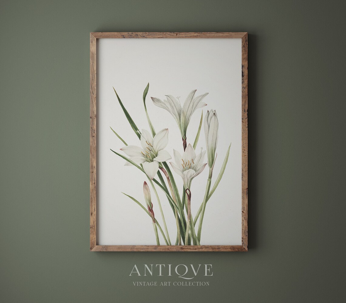 White Lilies Botanical Print, Floral Wall Art - Image 4