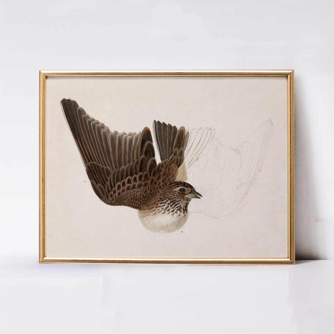 Antique Songbird In Flight Study Vintage Bird Illustration Art Poster - Image 2
