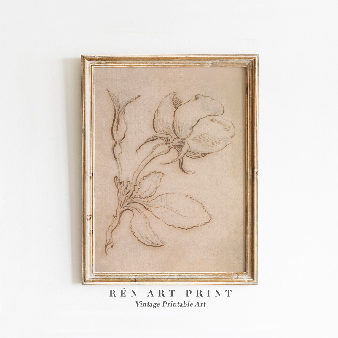 Antique Rose Drawing, Vintage Botanical Sketch Art