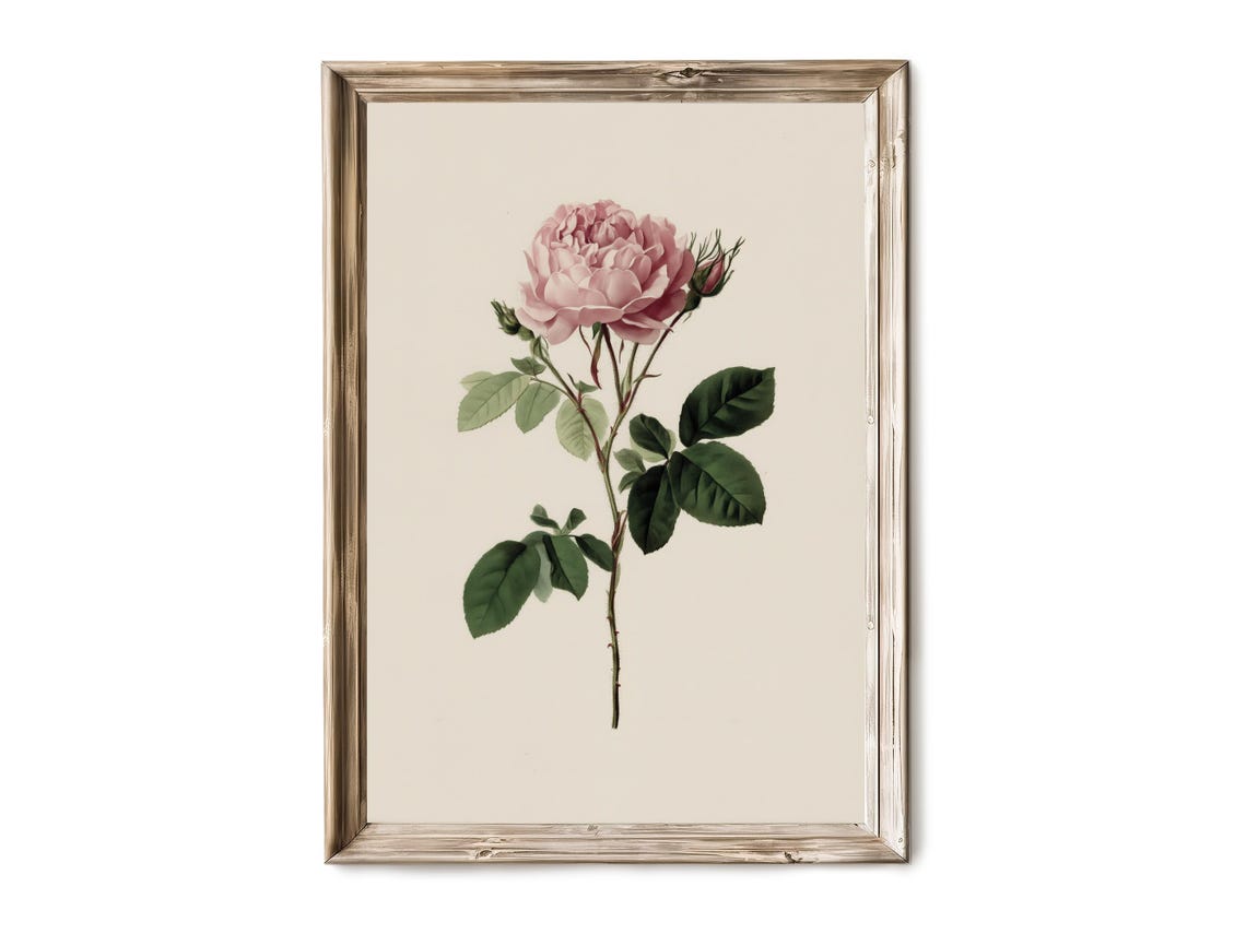 Full Bloom Garden Roses Vintage Botanical Illustration Floral Print