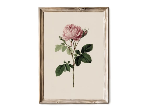Full Bloom Garden Roses Vintage Botanical Illustration Floral Print