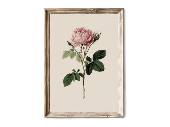 Garden Rose Wall Art Vintage Botanical Illustration Full Bloom Flower Artwork Rustic Floral Decor 28