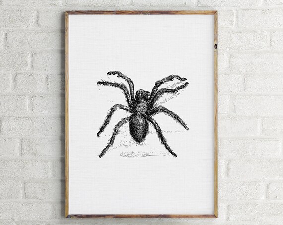 Tarantula Spider Engraving Sketch Vintage Creepy Gothic Wall Art