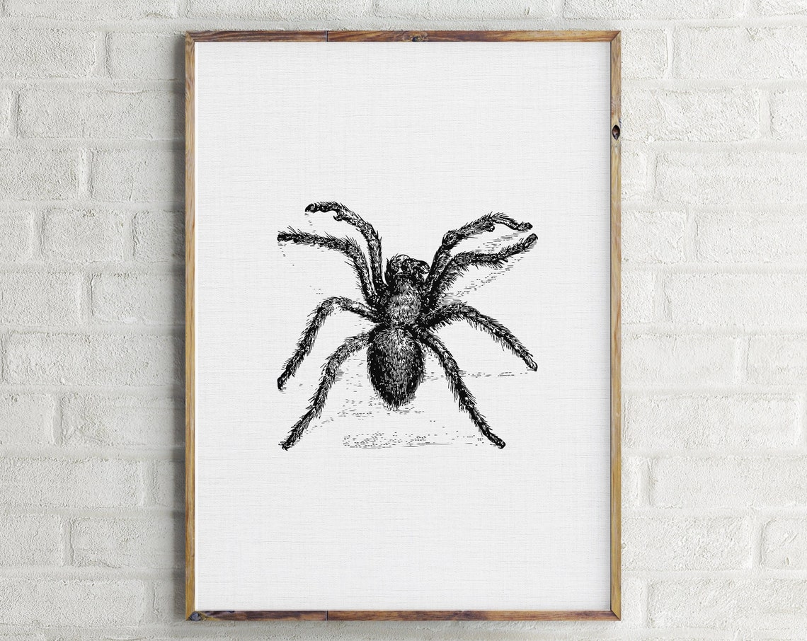Tarantula Spider Engraving Sketch Vintage Creepy Gothic Wall Art