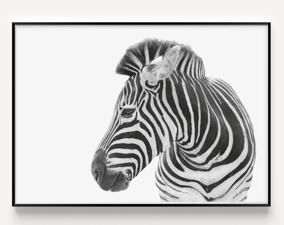 Black And White Zebra Profile Portrait Fine Art Photography Poster
