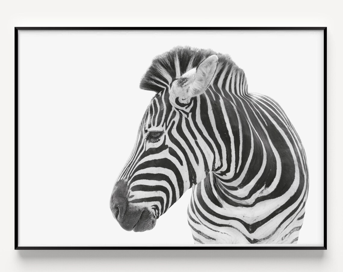 Black And White Zebra Profile Portrait Fine Art Photography Poster