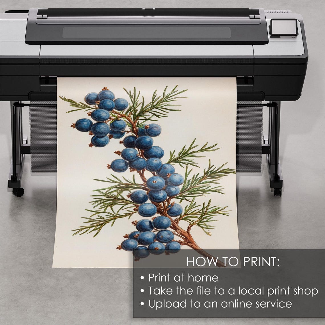 Vintage Juniper Branch Botanical Blue Berries Christmas Print - Image 5
