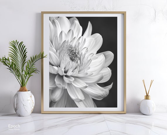 Chrysanthemum Flower Black and White Art Print