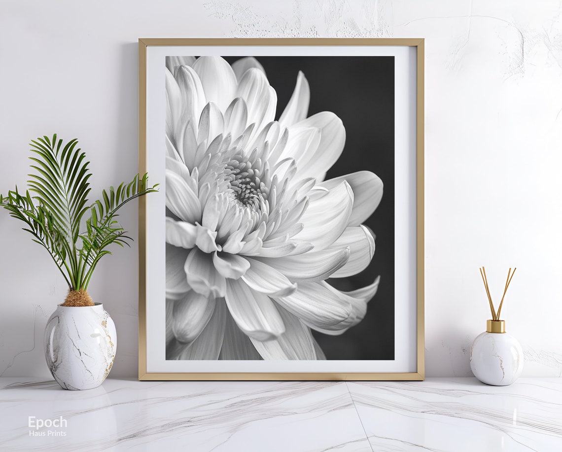 Chrysanthemum Flower Black and White Art Print