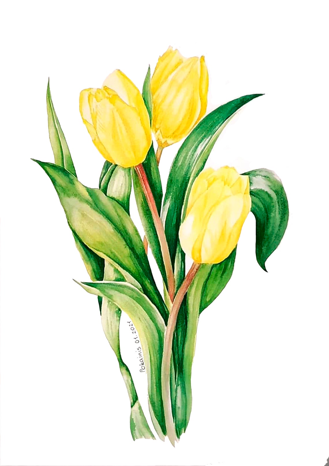 Yellow Tulips Watercolor Botanical Spring Flowers Art Poster