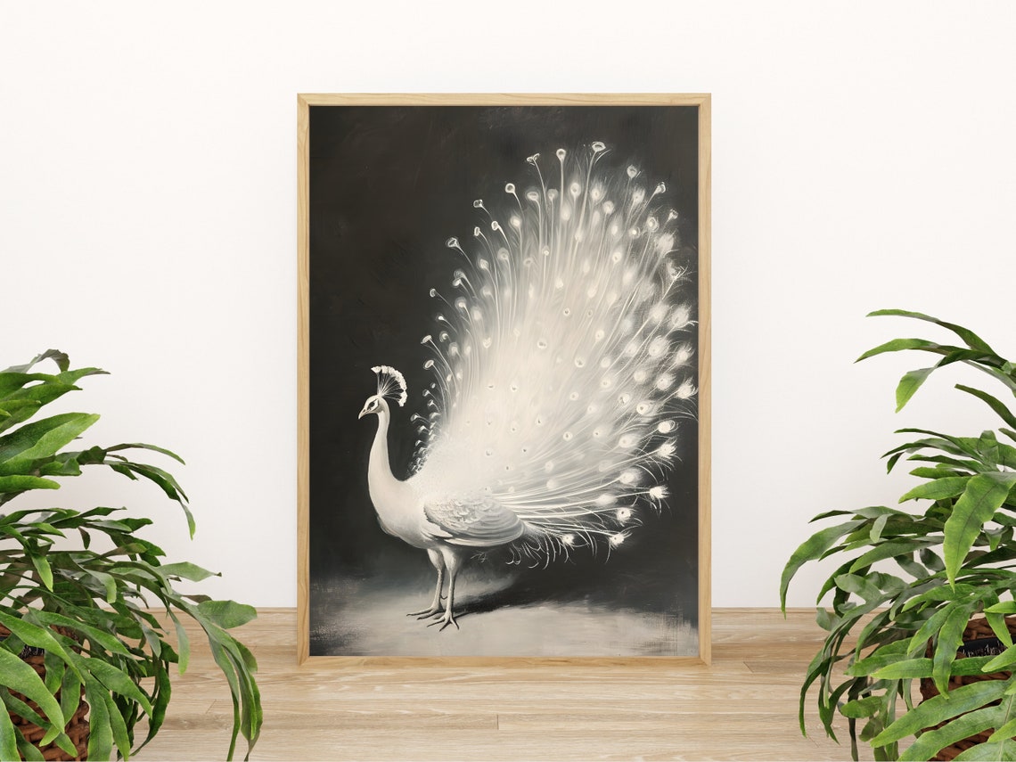 White Peacock Fanned Tail Feathers Dramatic Black Background Poster - Image 4