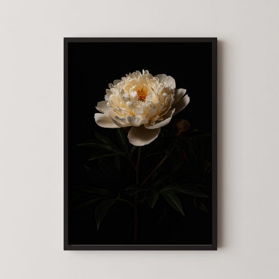 Moody Peony Art Print Dark Floral Still Life A024x36in Jpegs
