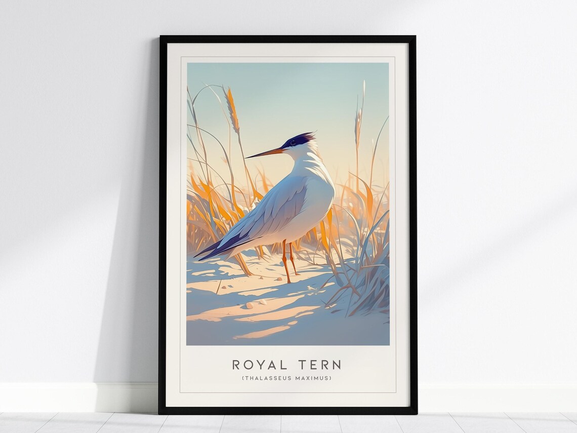 Royal Tern Art Print, Coastal Bird Illustration