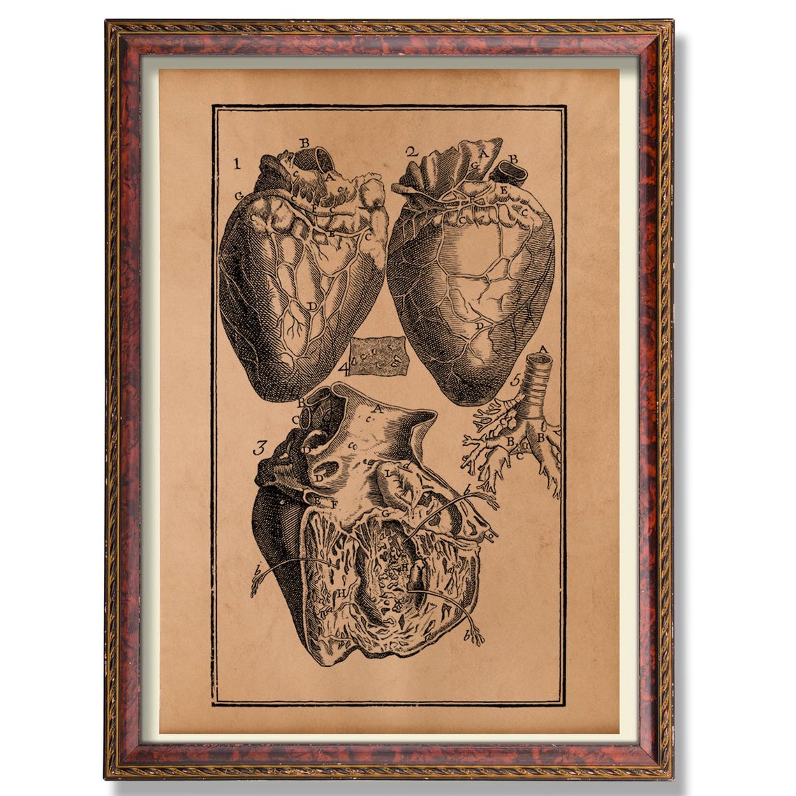 Vintage Human Heart Anatomy Engraving Medical Chart Style Poster