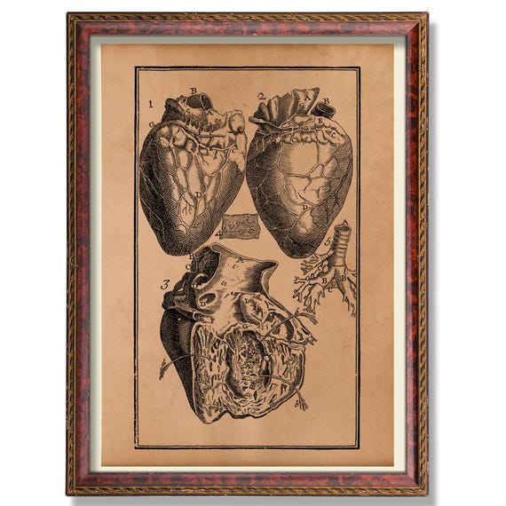 Vintage Heart Anatomy Illustration Rustic Anatomical Wall Decor Antique Medical Chart Human Art Poster Scientific Print